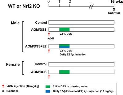 The Enhanced Inhibitory Effect of Estrogen on PD-L1 Expression Following Nrf2 Deficiency in the AOM/DSS Model of Colitis-Associated Cancer